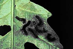 Blum_bug-1